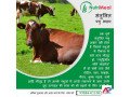 silage-suppliers-haryana-small-0