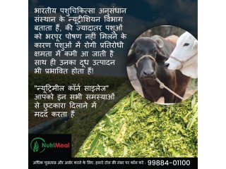 Silage Supplier in Haryana