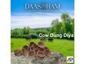 cow-dung-diya-small-0