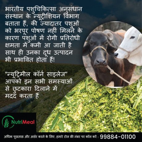 silage-supplier-in-haryana-big-0