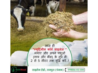 Silage Supplier in Punjab